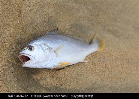 魚死了怎麼辦|3种方法来判断鱼死没死